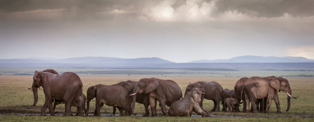 Herd of elephants seen during the rainy season