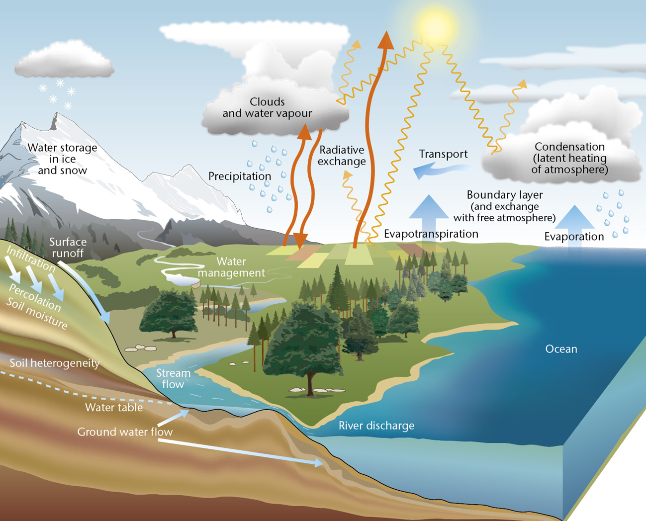 Illustration of the water cycle. Shows processes that transfer water between the surface and the atmosphere, such as: precipitation; evapotranspiration; evaporation; condensation; infiltration; percolation; and radiative exchange.
