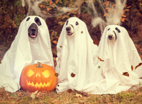 Three dogs dressed as ghosts standing next to a pumpkin