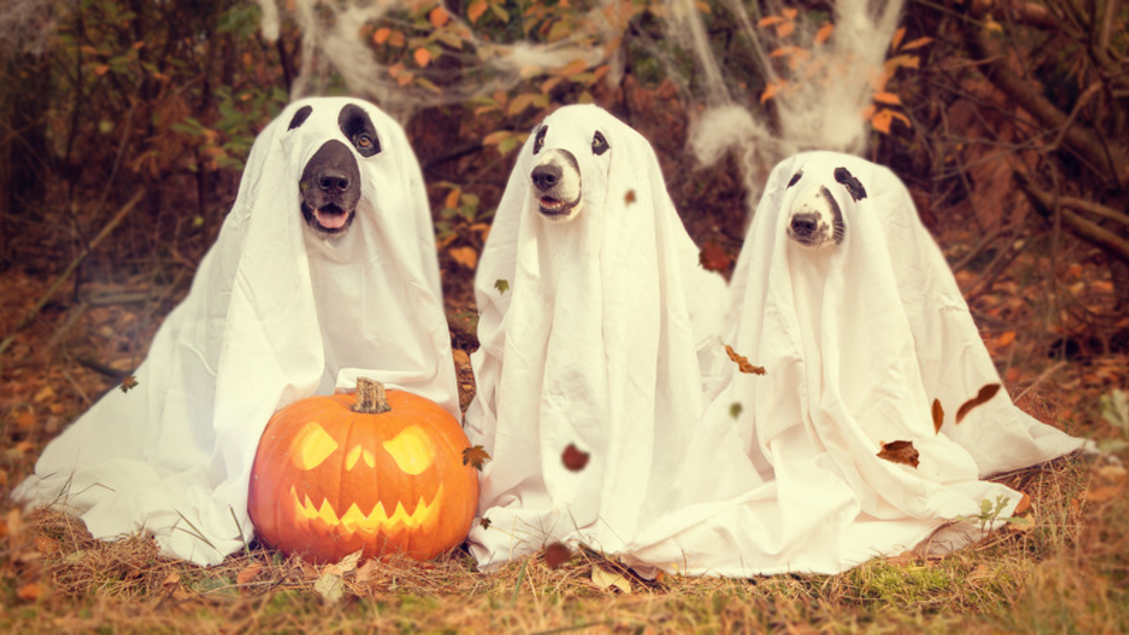 Three dogs dressed as ghosts standing next to a pumpkin