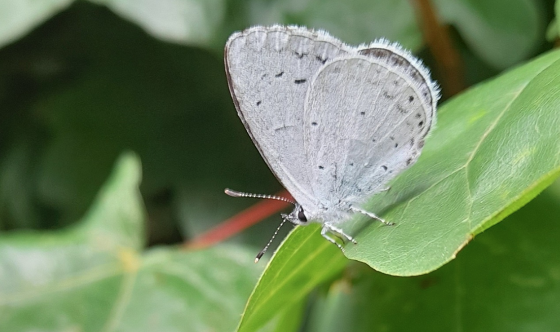 The holly blue is one of at least three butterfly species responding to warmer springs. Picture: Grahame Madge