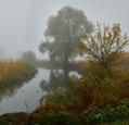 A tree next to a river surrounded by mist