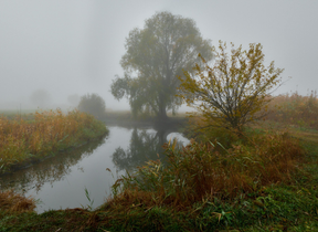 A tree next to a river surrounded by mist