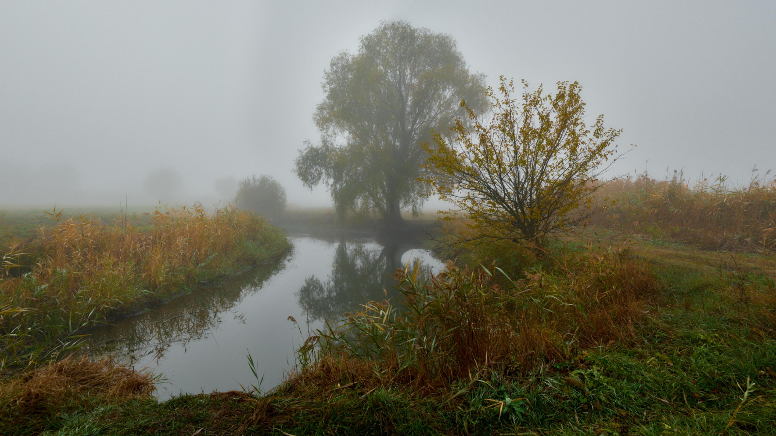 A tree next to a river surrounded by mist