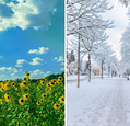 Sunflowers in the summer and a snowy path in the winter.