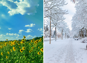 Sunflowers in the summer and a snowy path in the winter.