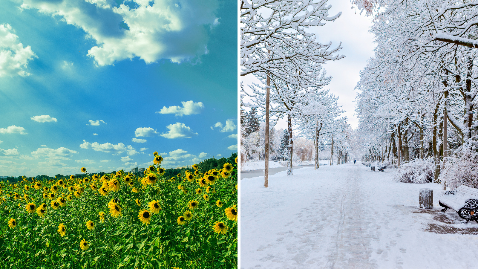 Sunflowers in the summer and a snowy path in the winter.