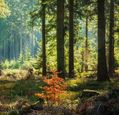 adobestock_222632647