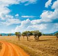 african-savanna