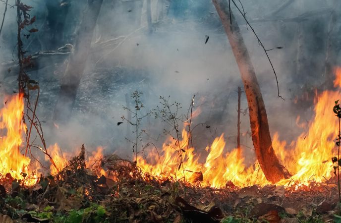 amazon-fires