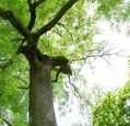 ash-tree-2