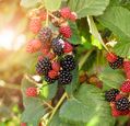 autumn-blackberries-in-sunshine-adobestock_609839142