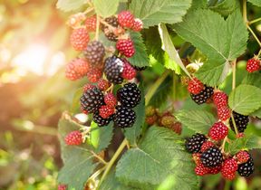 autumn-blackberries-in-sunshine-adobestock_609839142