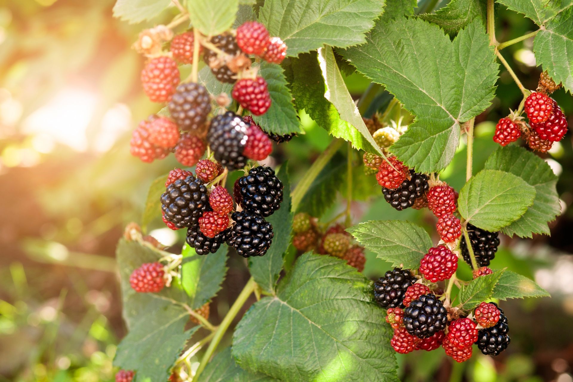autumn-blackberries-in-sunshine-adobestock_609839142