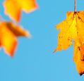 autumn-leaf-against-a-clear-blue-sky