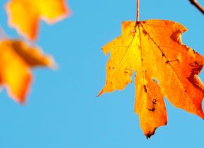 autumn-leaf-against-a-clear-blue-sky