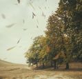 autumn-leaves-blowing-in-a-grey-sky