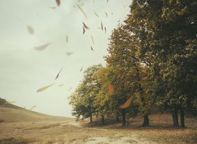 autumn-leaves-blowing-in-a-grey-sky