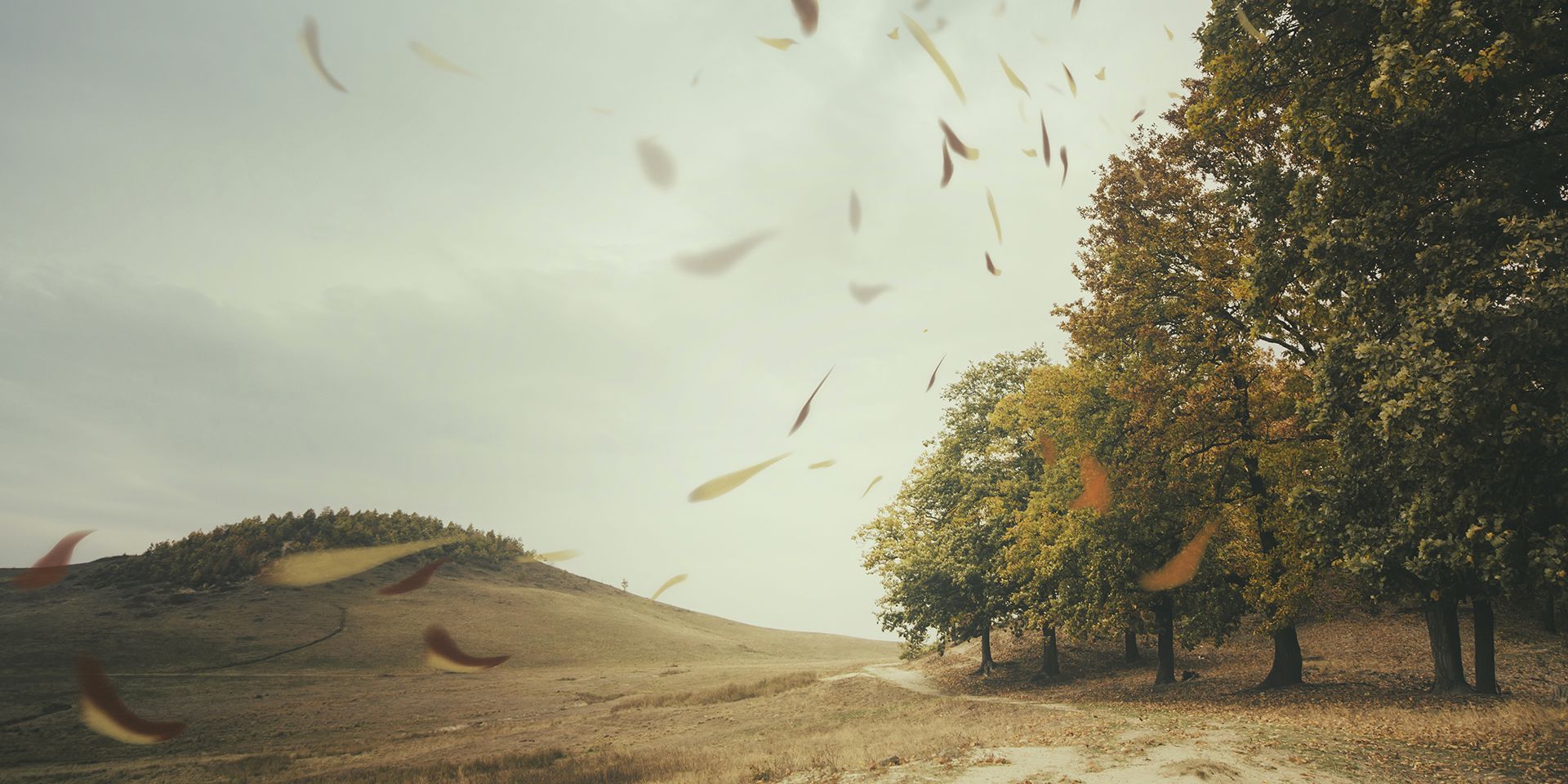 autumn-leaves-blowing-in-a-grey-sky