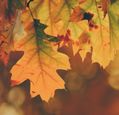 autumn-leaves-changing-colour