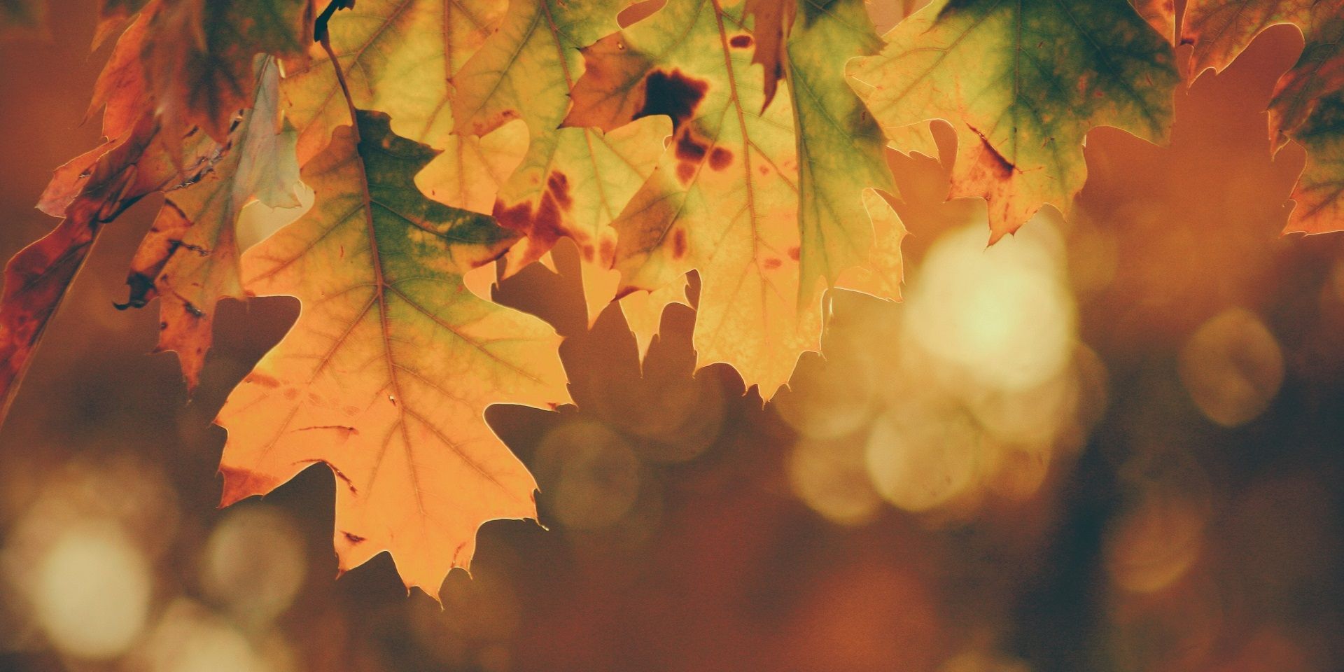 autumn-leaves-changing-colour