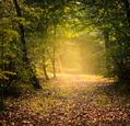 autumn-leaves-covering-a-country-lane