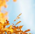 autumn-leaves-in-golden-sunshine