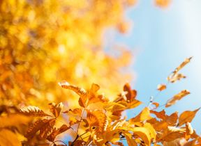 autumn-leaves-in-golden-sunshine