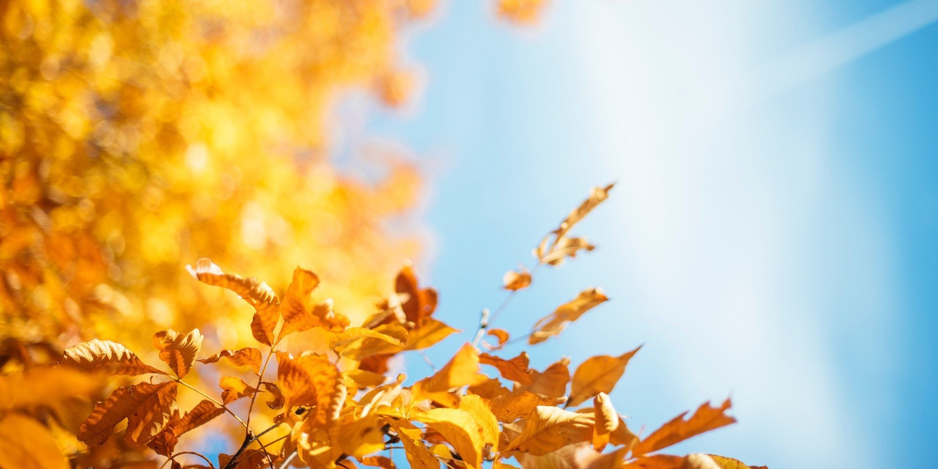 autumn-leaves-in-golden-sunshine