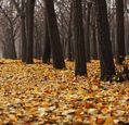 autumn-leaves-on-a-forest-floor
