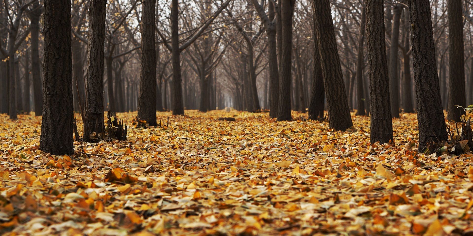 autumn-leaves-on-a-forest-floor