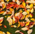 autumn-leaves-on-green-grass