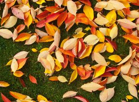 autumn-leaves-on-green-grass