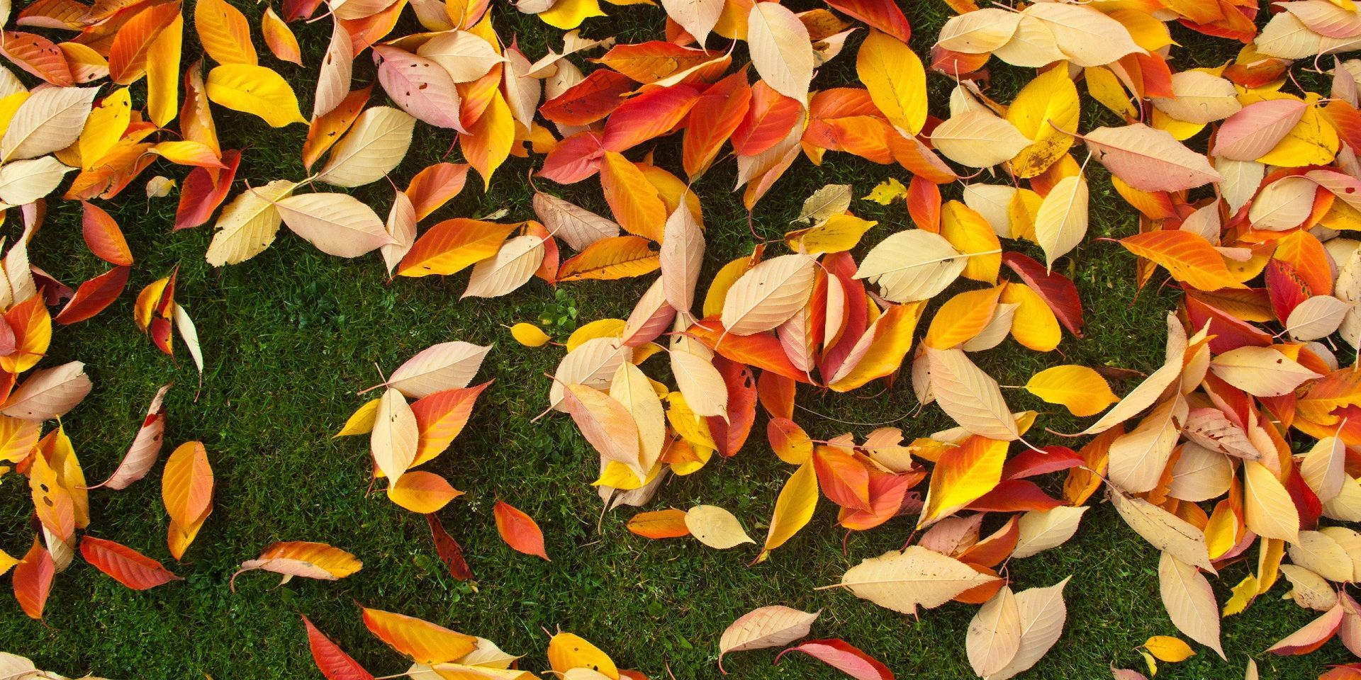 autumn-leaves-on-green-grass