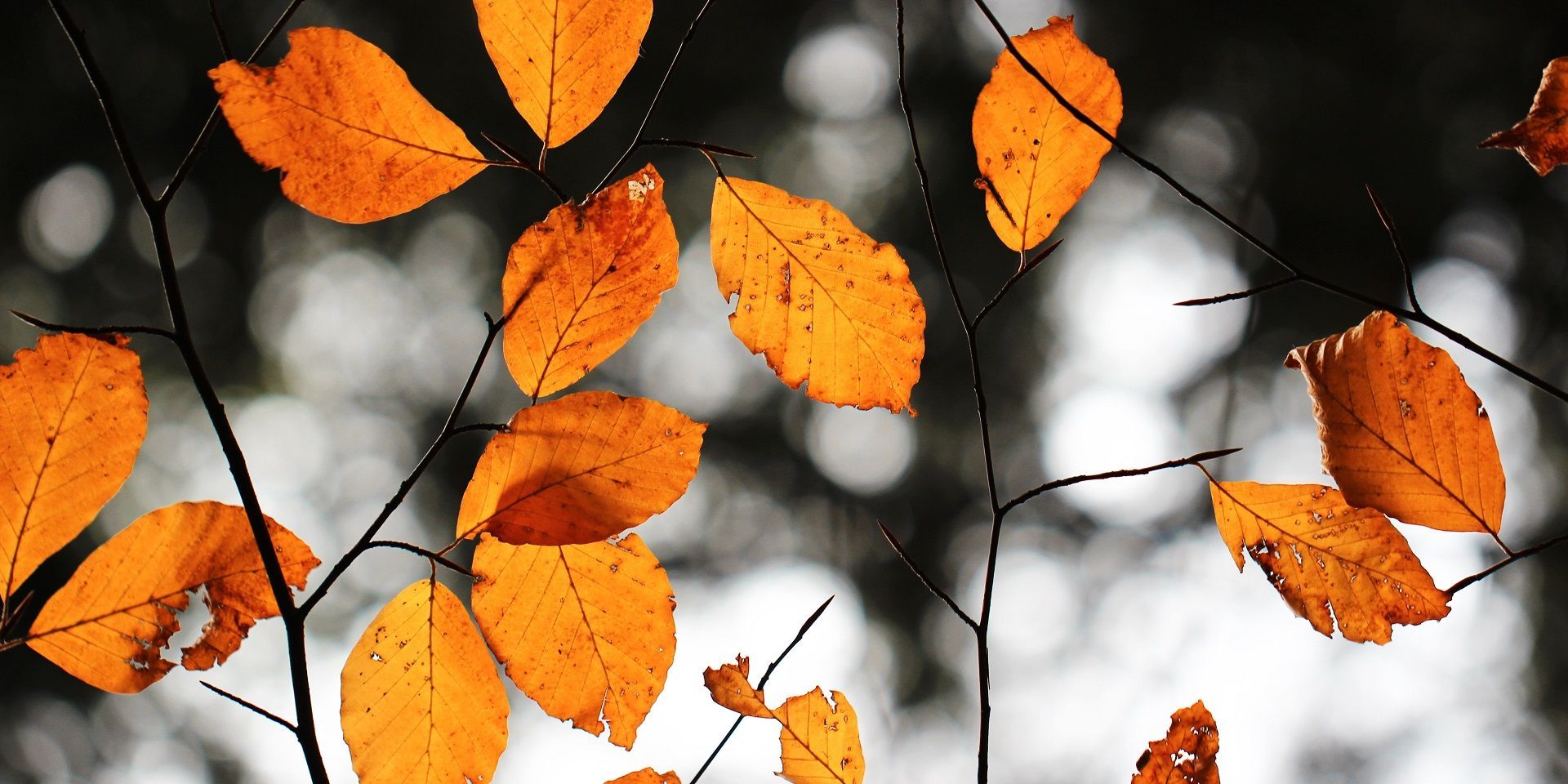 autumn-leaves
