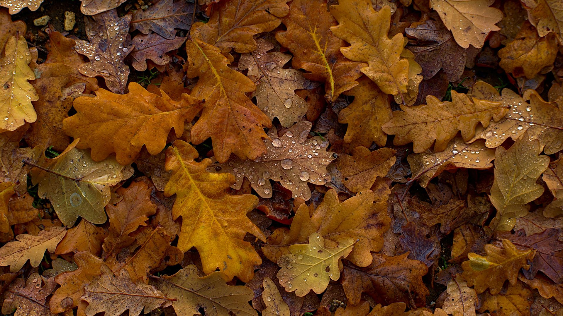 autumn-raindrops-on-fallen-oak-leaves-leytonstone
