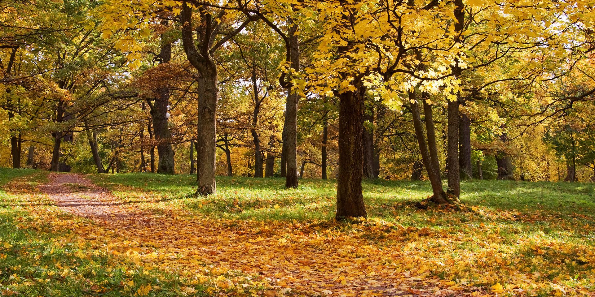 A woodland in during autumn