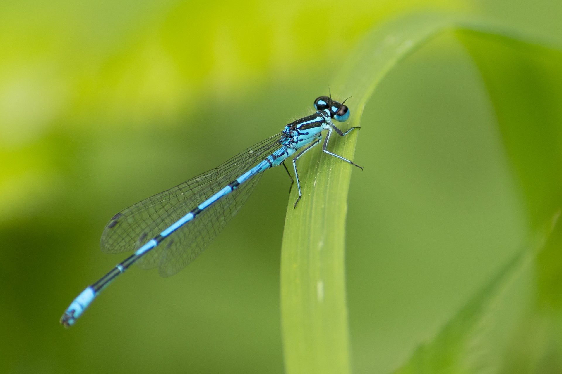 azure-damselfly-by-grahame-madge