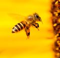 bee-gathering-pollen-from-a-yellow-flower