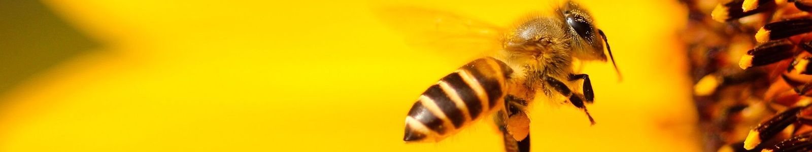 Pollen: What are the different types? - Met Office
