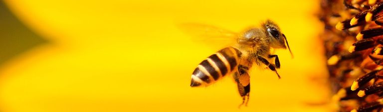 Pollen Type Example Pollen: What are the different types? - Met Office