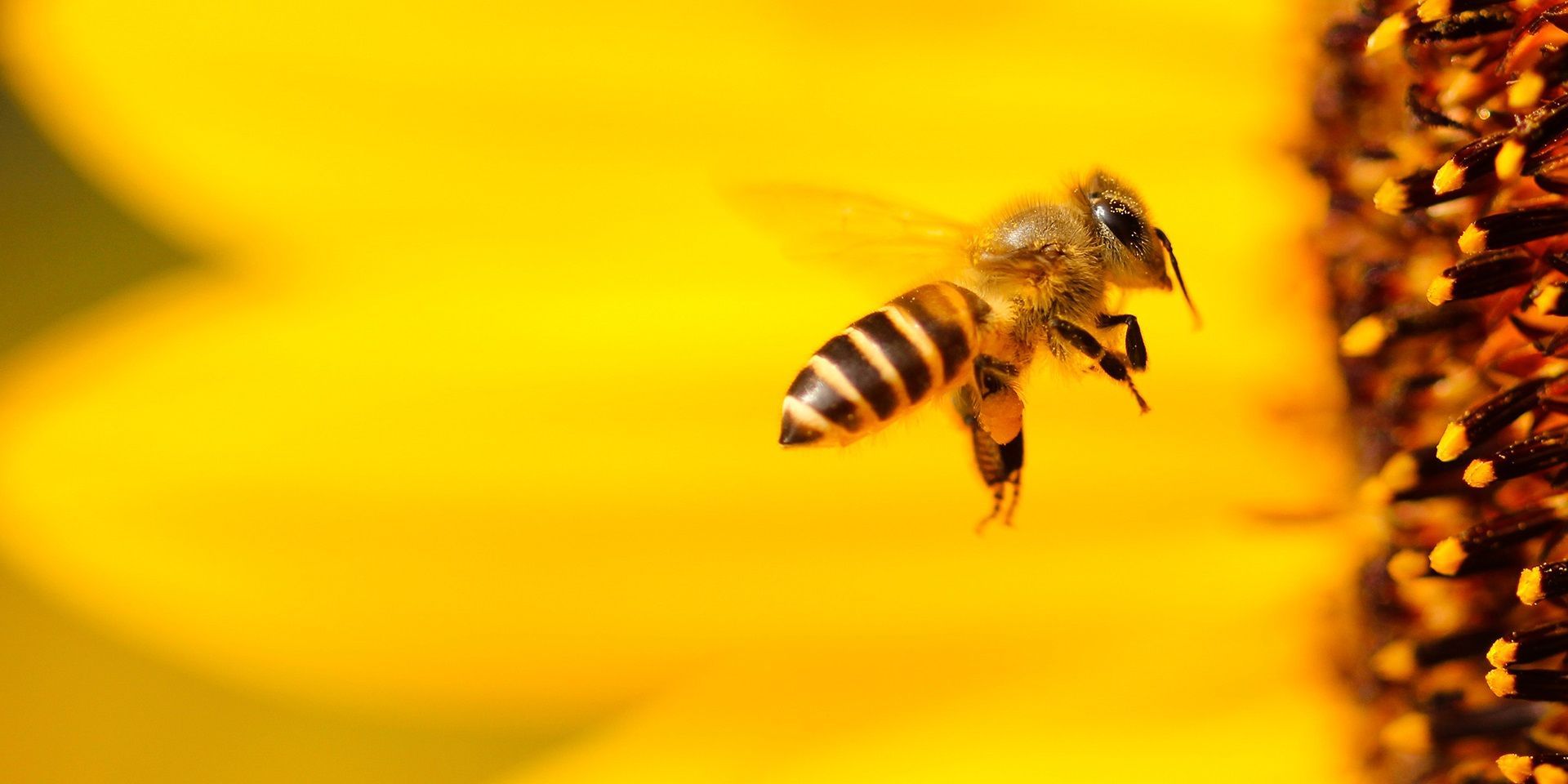 A bee gathering pollen