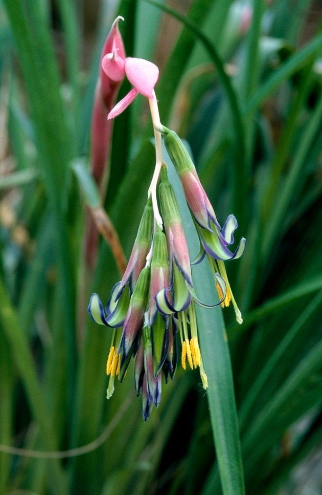 billbergia-rhs_wsy0039399