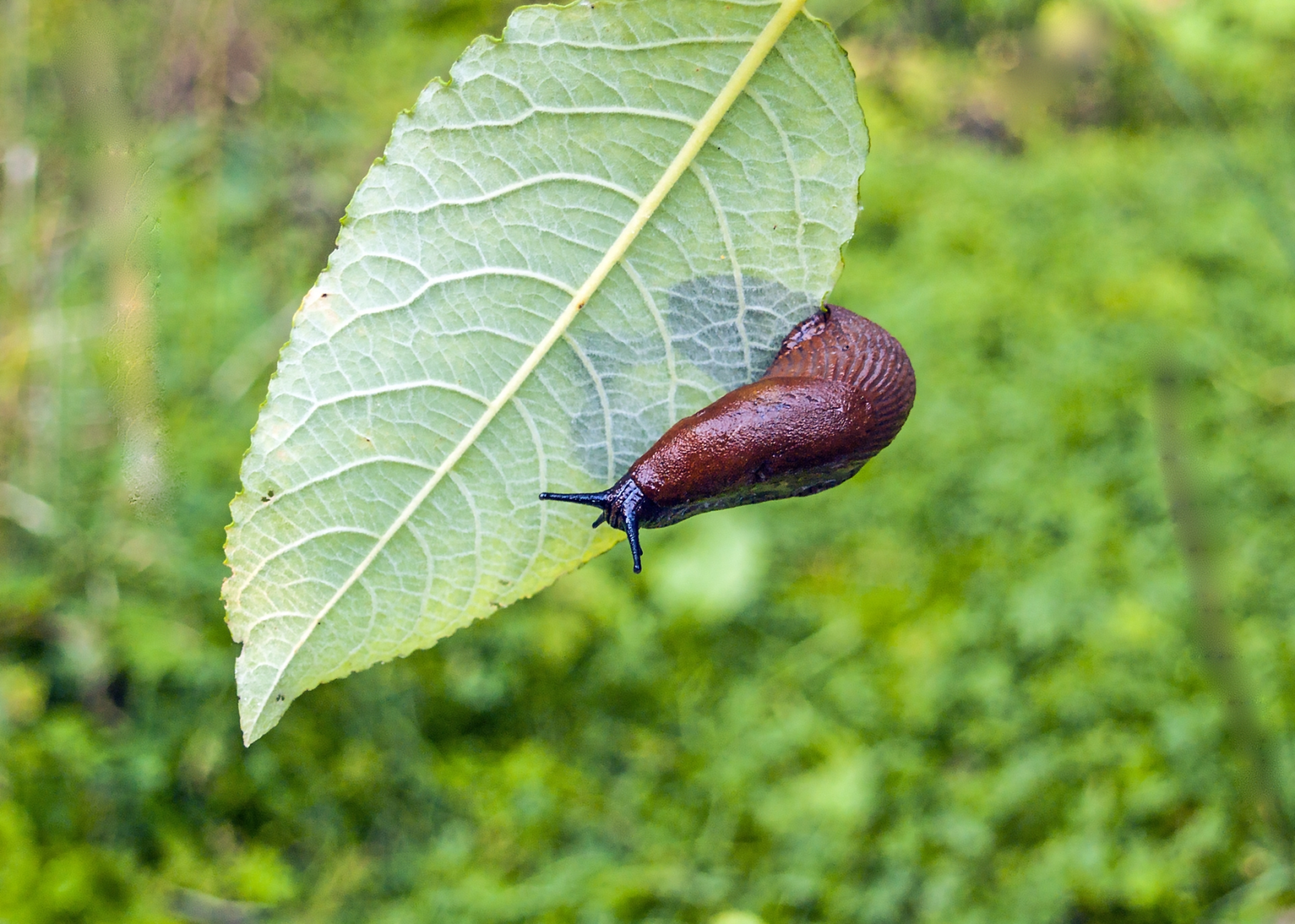 black-slug