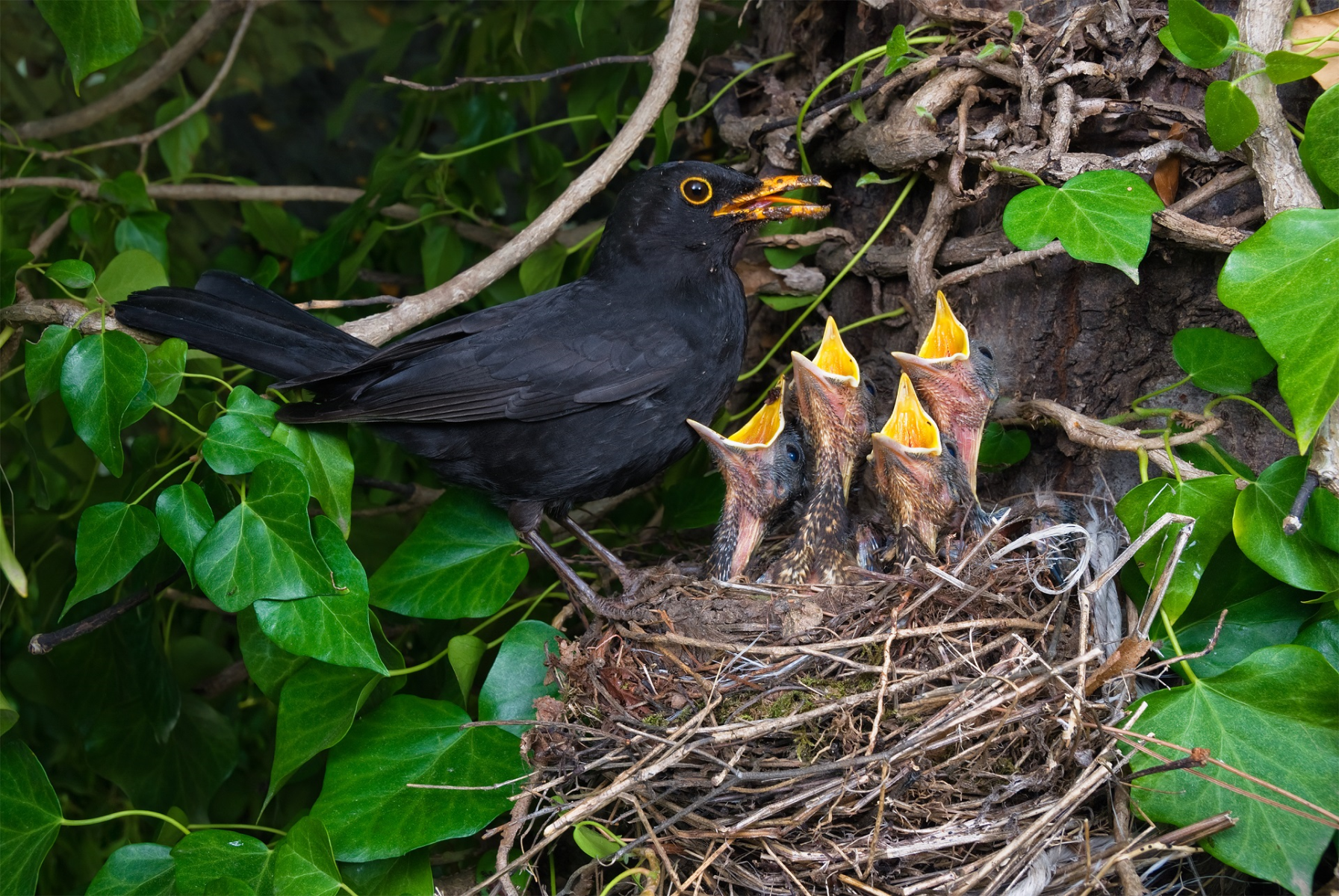 blackbird-feeding-chicks