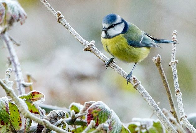 blue-tit-cropped-grahame-madge