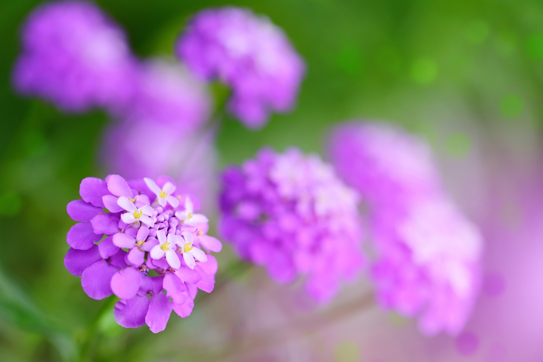 candy-tuft-flower