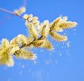 catkins-and-pollen