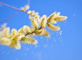 catkins-and-pollen