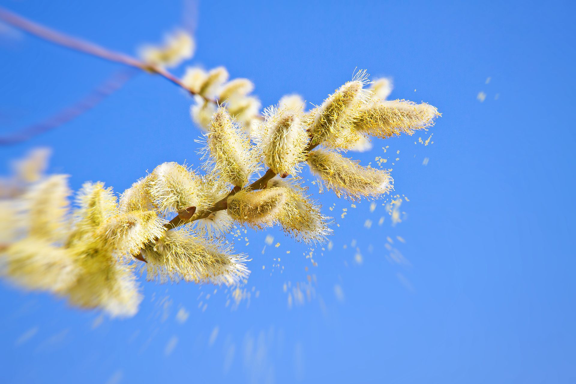 Pollen